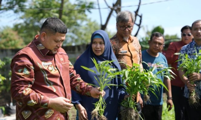 
					Wali Kota Makassar Munafri Arifuddin memperlihatkan hasil panen urban farming saat meninjau lokasi pengembangan di Makassar, Kamis (30/4/2026) (Foto: Istimewa)