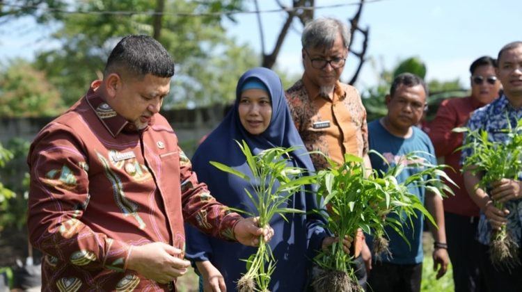 Wali Kota Makassar Munafri Arifuddin memperlihatkan hasil panen urban farming saat meninjau lokasi pengembangan di Makassar, Kamis (30/4/2026) (Foto: Istimewa)